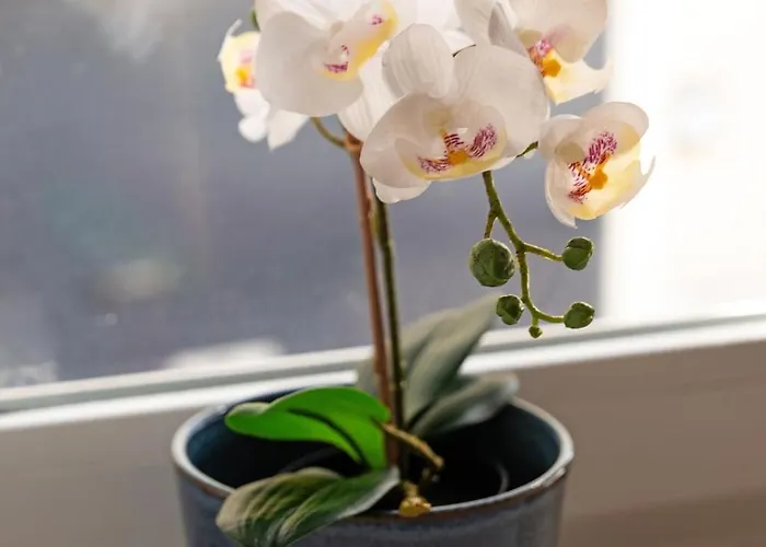 Daire With Private Terrace 250m To Largo Intendente *